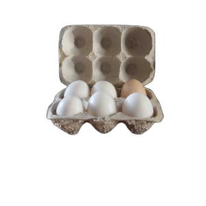 طیور